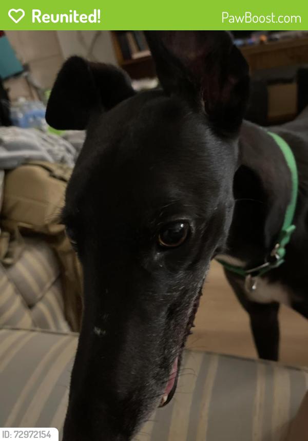 Reunited Male Dog last seen Rockwell and Dobson, Chandler, AZ 85224