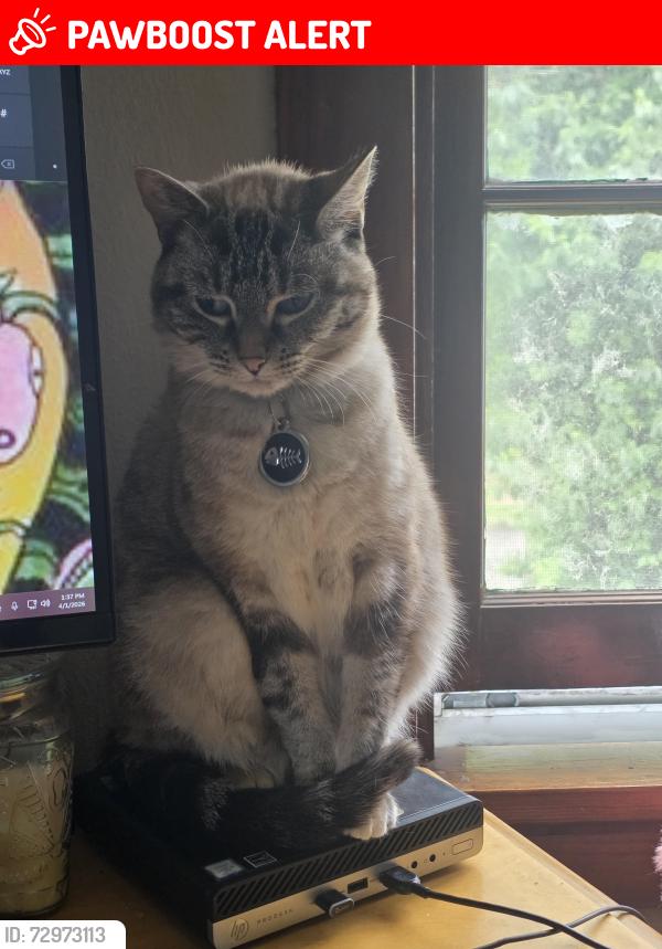 Lost Female Cat last seen Quick shop market off woodson, Breckenridge Hills, MO 63114