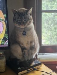 Lost Female Cat last seen Quick shop market off woodson, Breckenridge Hills, MO 63114