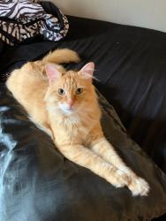 Lost Male Cat last seen Wood Avenue , Sumner, WA 98390