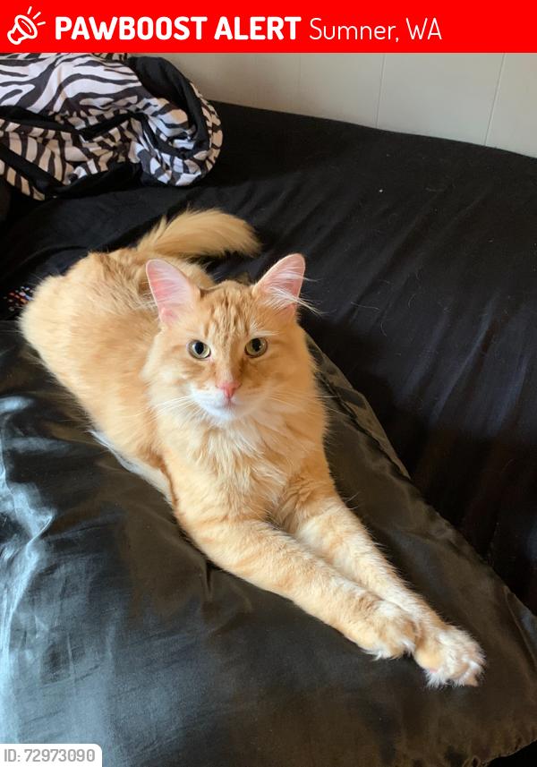 Lost Male Cat last seen Wood Avenue , Sumner, WA 98390