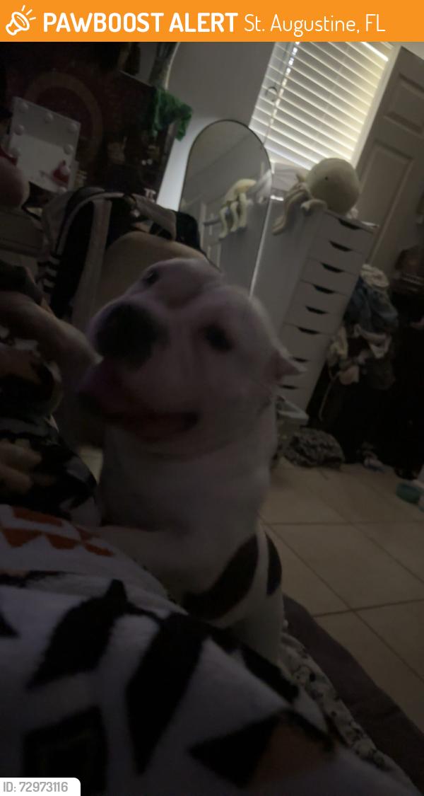 Found/Stray Female Dog last seen St augustine, St. Augustine, FL 32085