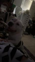 Found/Stray Female Dog last seen St augustine, St. Augustine, FL 32085
