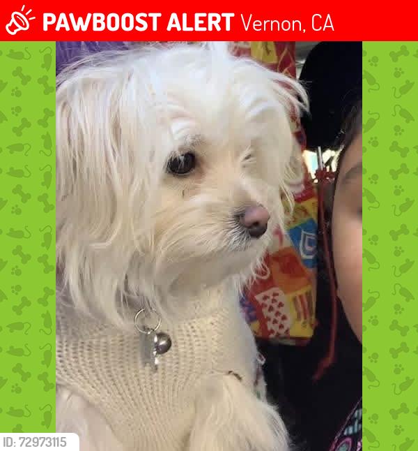 Lost Female Dog last seen Near and vernon, Vernon, CA 90058