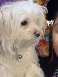 Lost Female Dog last seen Near and vernon, Vernon, CA 90058