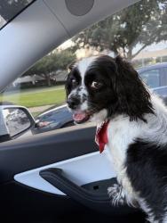 Found/Stray Male Dog last seen Crain park terrace, Houston, TX 77036