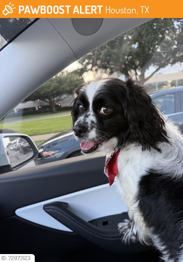 Found/Stray Male Dog last seen Crain park terrace, Houston, TX 77036