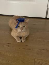 Lost Male Cat last seen Anchorage , Louisville, KY 40223