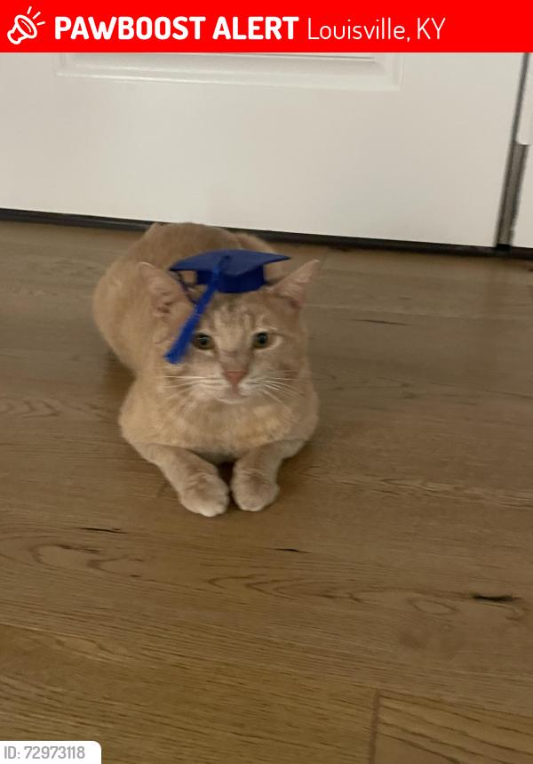 Lost Male Cat last seen Anchorage , Louisville, KY 40223