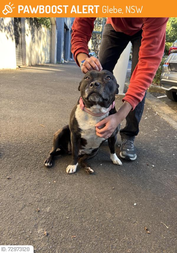Found/Stray Female Dog last seen Glebe markets, Glebe, NSW 2037