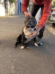 Found/Stray Female Dog last seen Glebe markets, Glebe, NSW 2037