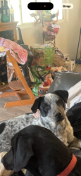 Lost Male Dog last seen Madison , El Cajon, CA 92019
