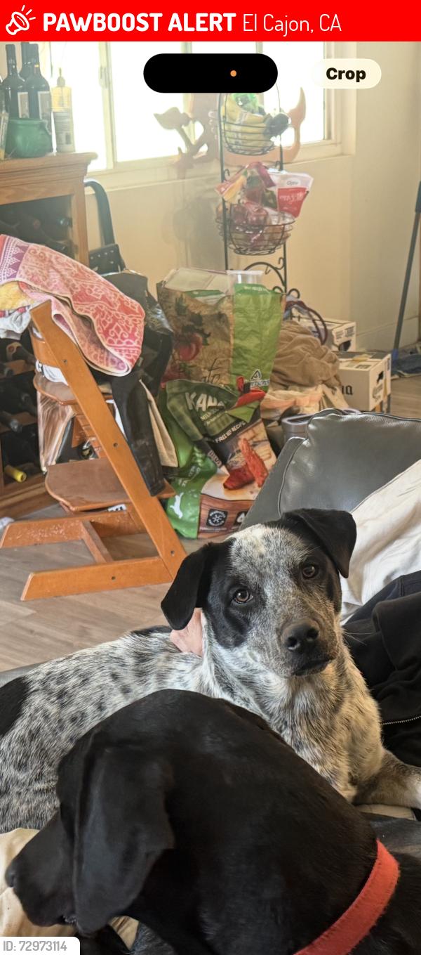 Lost Male Dog last seen Madison , El Cajon, CA 92019