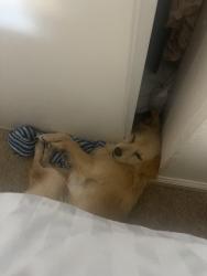 Lost Male Dog last seen Near San Carlos place Pittsburg ca, Pittsburg, CA 94565