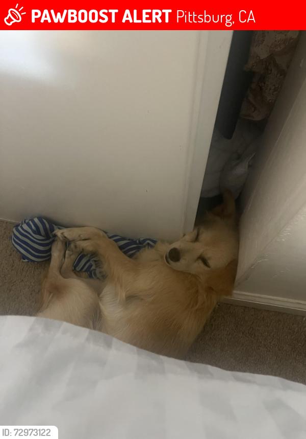 Lost Male Dog last seen Near San Carlos place Pittsburg ca, Pittsburg, CA 94565