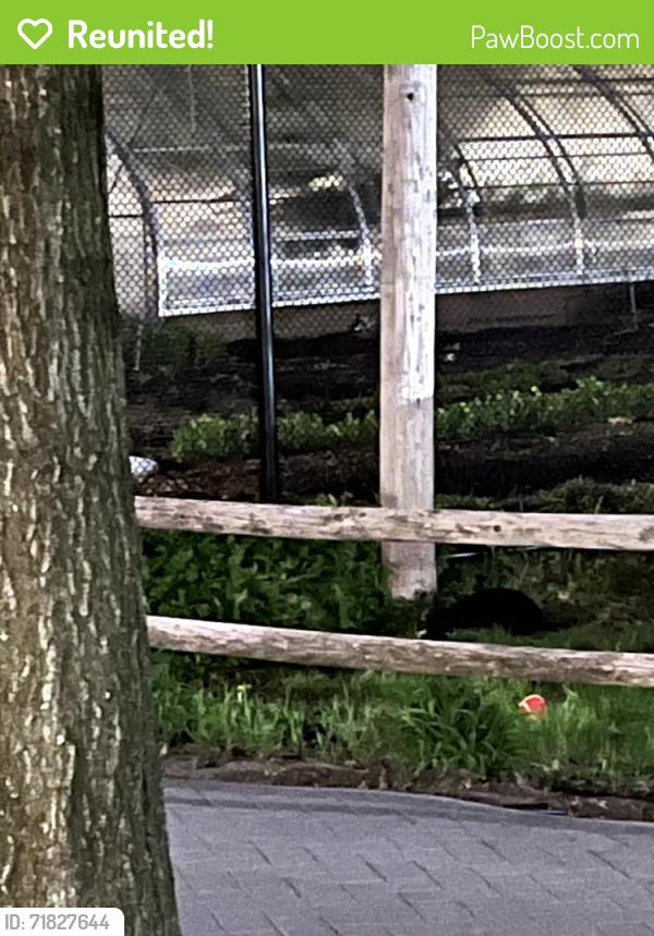 Reunited Unknown Cat last seen Near New Scotland Ave., Albany, NY 12208