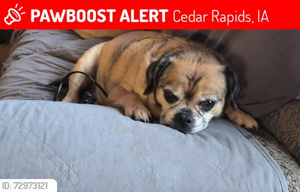 Lost Male Dog last seen Hillsidr dr nw & O ave ne, Cedar Rapids, IA 52405