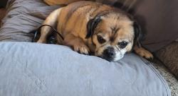 Lost Male Dog last seen Hillsidr dr nw & O ave ne, Cedar Rapids, IA 52405