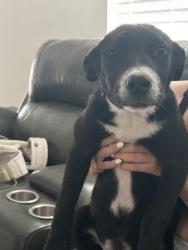 Found/Stray Female Dog last seen Wondering the street , Lone Oak, TX 75453