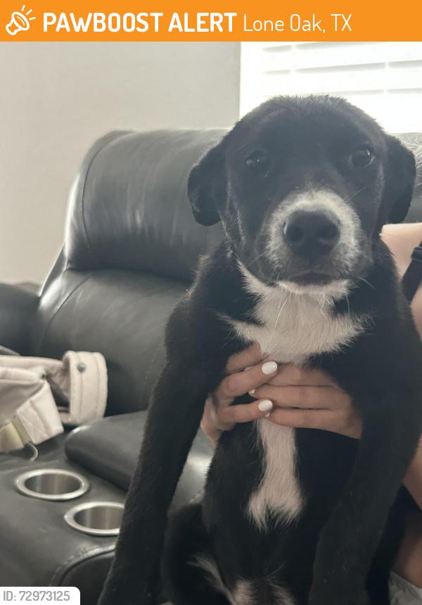 Found/Stray Female Dog last seen Wondering the street , Lone Oak, TX 75453