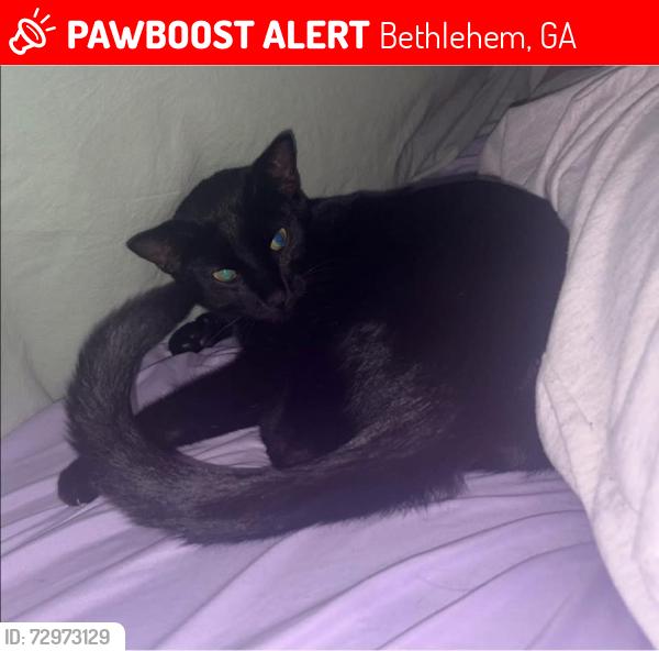 Lost Male Cat last seen Bethlehem GA, Bethlehem, GA 30620