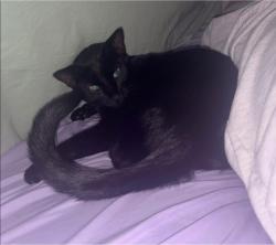 Lost Male Cat last seen Bethlehem GA, Bethlehem, GA 30620