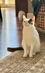 Lost Female Cat last seen Ludlow Ct and SE Lenore, Happy Valley, OR 97086