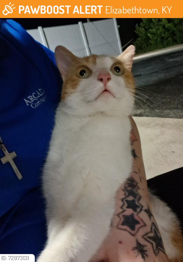 Found/Stray Unknown Cat last seen St John’s School, Elizabethtown, KY 42701