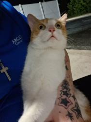Found/Stray Unknown Cat last seen St John’s School, Elizabethtown, KY 42701