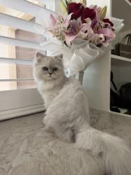 Lost Male Cat last seen Near Christine St, Winchester, CA 92596