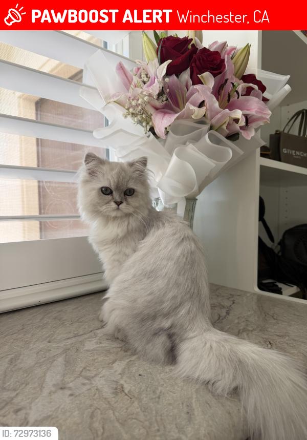 Lost Male Cat last seen Near Christine St, Winchester, CA 92596