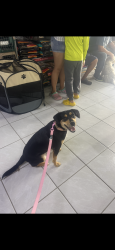 Reunited Female Dog last seen Chamoune Ave, San Diego, CA, USA, San Diego, CA 92105