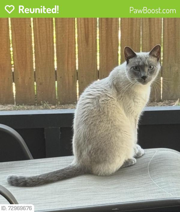 Reunited Male Cat last seen Near S Saint Cloud  Ave, Valrico, FL 33594, Valrico, FL 33594