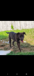 Lost Female Dog last seen Thompson School Rd, Corryton, TN 37721