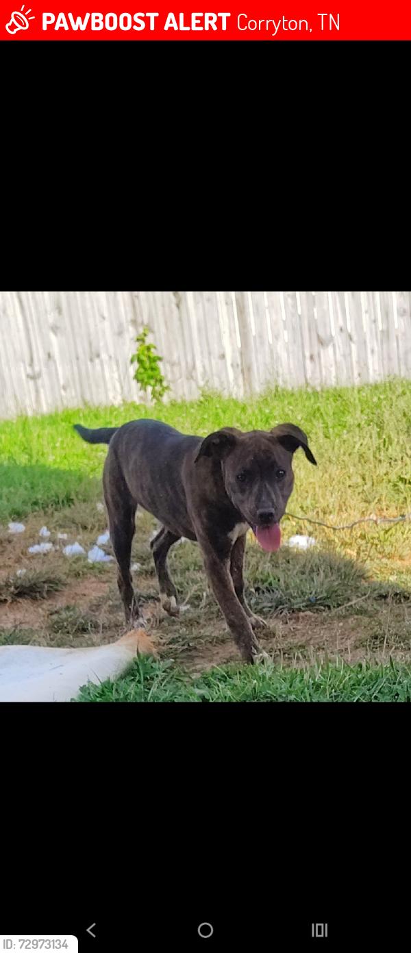 Lost Female Dog last seen Thompson School Rd, Corryton, TN 37721