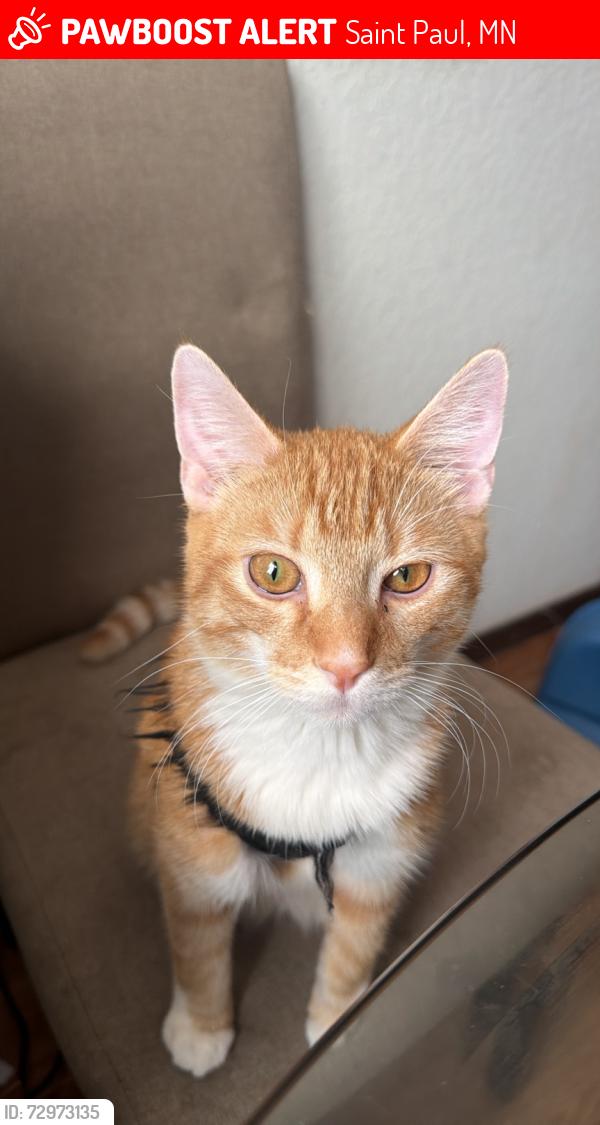 Lost Male Cat last seen LAWSON AVE WY ALBEMARLE ST SAINT PAUL, MINNESOTA Cerca del parque, Saint Paul, MN 55117