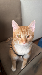 Lost Male Cat last seen LAWSON AVE WY ALBEMARLE ST SAINT PAUL, MINNESOTA Cerca del parque, Saint Paul, MN 55117