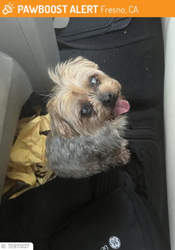 Found/Stray Female Dog last seen Hazel Ave and Browning, Fresno, CA 93711