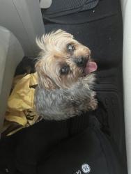 Found/Stray Female Dog last seen Hazel Ave and Browning, Fresno, CA 93711