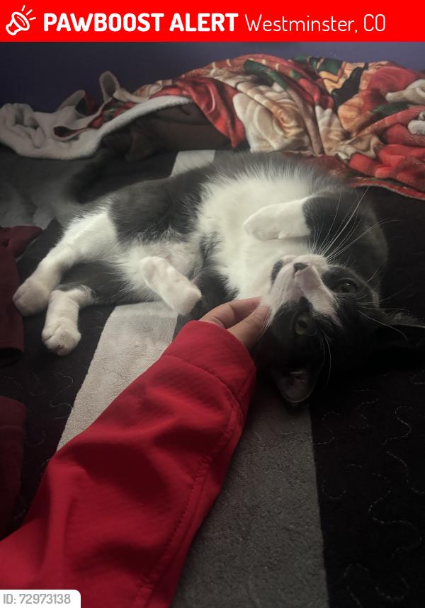 Lost Male Cat last seen Quigley and wagner , Westminster, CO 80031