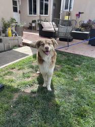 Found/Stray Male Dog last seen Grace Miller Elementary , La Verne, CA 91750