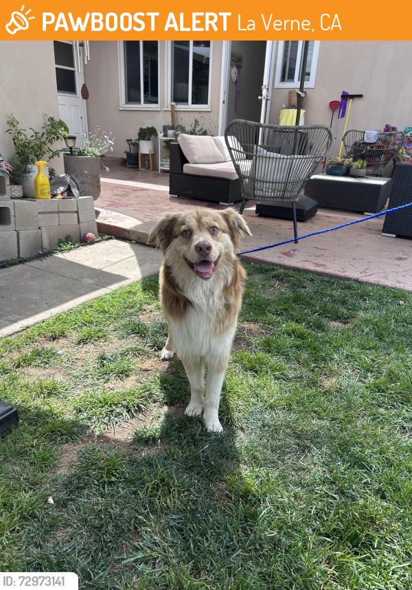 Found/Stray Male Dog last seen Grace Miller Elementary , La Verne, CA 91750