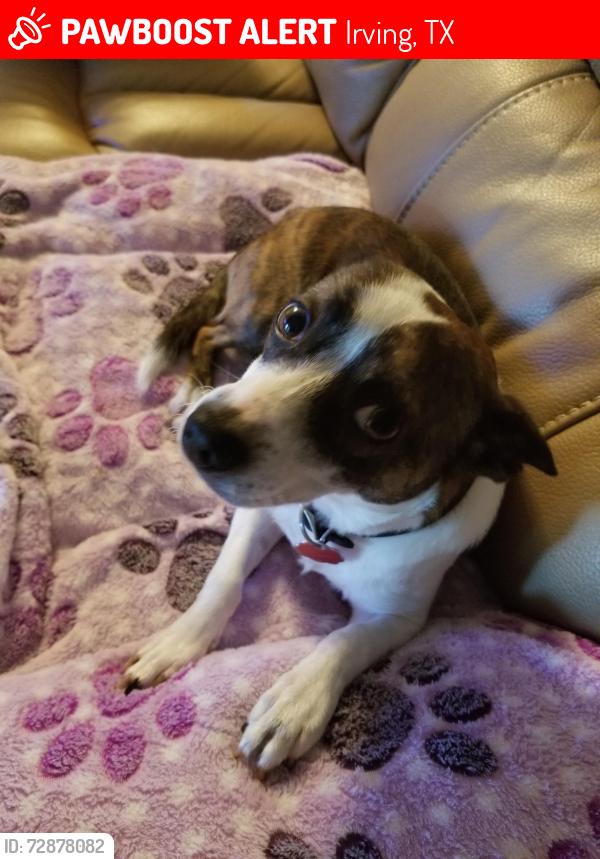Lost Male Dog last seen Esters and Finley, Irving, TX 75062