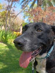 Shelter Stray Male Dog last seen Near Logan Avenue, San Diego, CA, 92113, San Diego, CA 92110