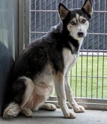 Shelter Stray Male Dog last seen Near N Marshall Avenue, El Cajon, CA, 92020, El Cajon, CA 92020