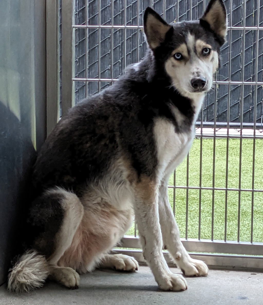 Shelter Stray Male Dog last seen Near N Marshall Avenue, El Cajon, CA, 92020, El Cajon, CA 92020
