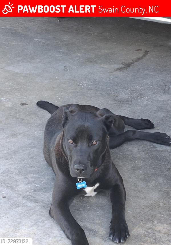 Lost Male Dog last seen Ela community, Bryson City, NC, Swain County, NC 28713