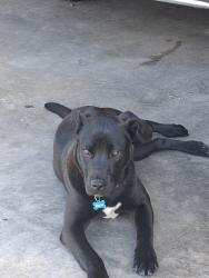 Lost Male Dog last seen Ela community, Bryson City, NC, Swain County, NC 28713