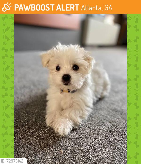 Found/Stray Unknown Dog last seen Atlanta, GA, USA, Atlanta, GA 30340