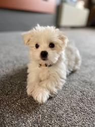 Found/Stray Unknown Dog last seen Atlanta, GA, USA, Atlanta, GA 30340
